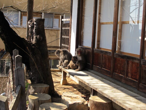 Wild Monkeys resting on a porch in Shibu Onsen