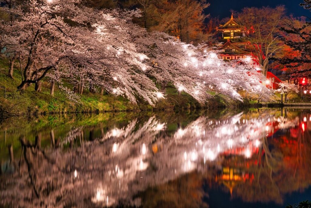 takada castle sakura at night