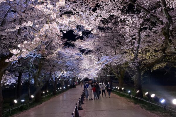 Snow Monkey & Cherry Blossom Illumination Tour - Image 2